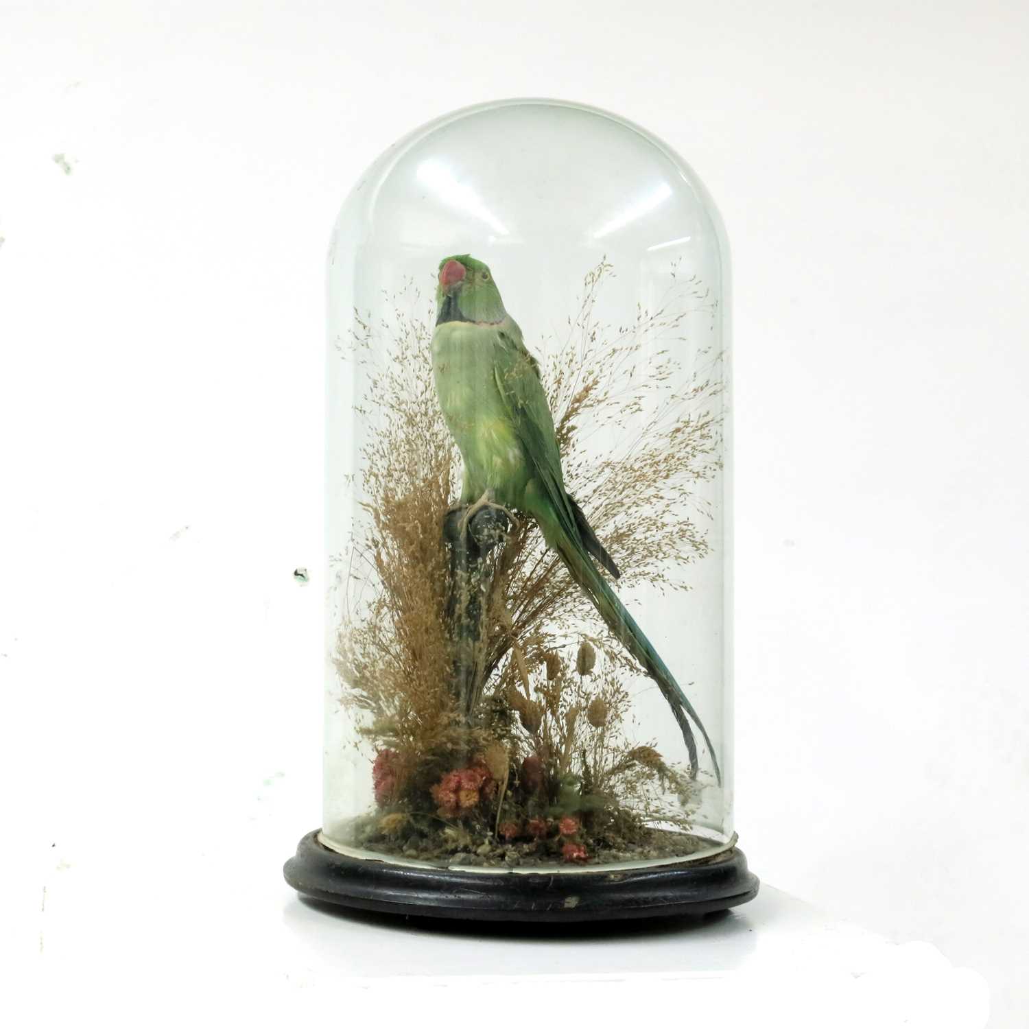 Lot 642 - Taxidermy, a late Victorian green parrot,...