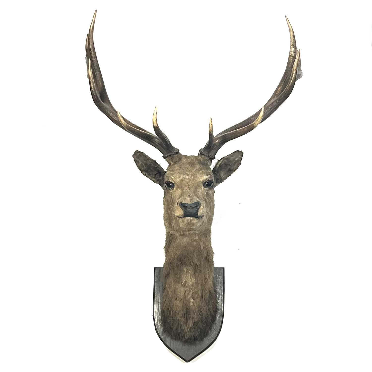 Lot 228 - Taxidermy, an adult stag head, facing straight...