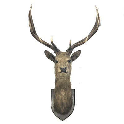 Lot 228 - Taxidermy, an adult stag head, facing straight...