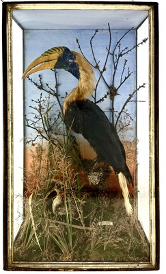 Lot 315 - Taxidermy, a 19th Century Blyth's Hornbill or...