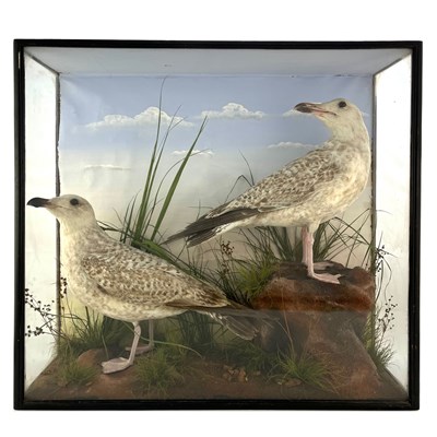Lot 314 - Taxidermy, a late 19th Century pair of...