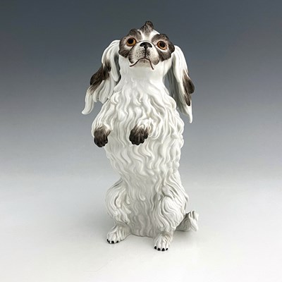 Lot 812 - A Meissen figure of a Bolognese dog, model...