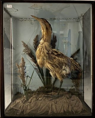 Lot 833 - Taxidermy: A 19th-century cased Eurasian...