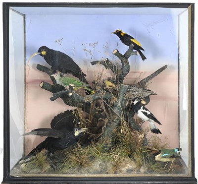 Lot 160 - Taxidermy Birds of Australasia: a Victorian...