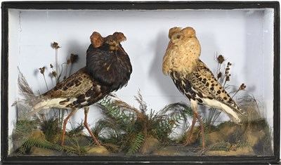 Lot 162 - Taxidermy: a Victorian cased display of a male...