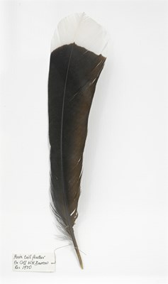 Lot 161 - A framed Huia tail feather (Heteralocha...