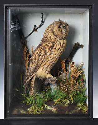 Lot 844A - Taxidermy: a Victorian cased display of an owl...