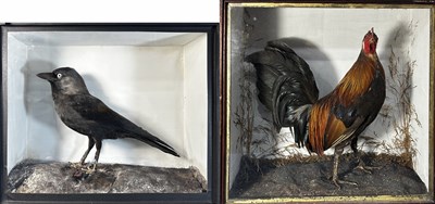 Lot 840 - A 19th/early 20th-century taxidermy jackdaw...