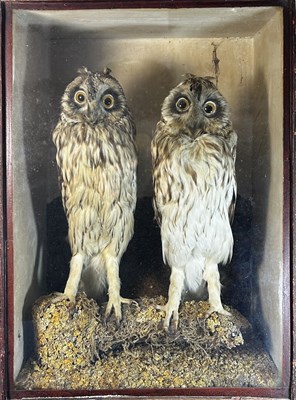 Lot 839 - Taxidermy: a pair of late 19th/early 20th...