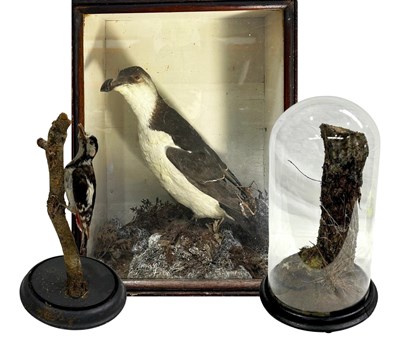 Lot 844 - Taxidermy: a late 19th/early 20th-century...