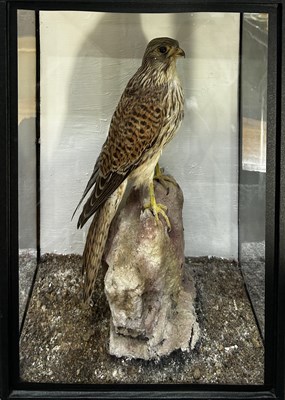 Lot 843 - Taxidermy: A late 19th/early 20th-century...