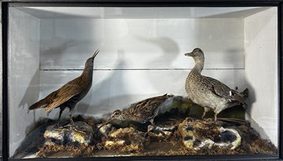 Lot 836 - Taxidermy: A late 19th/early 20th-century...