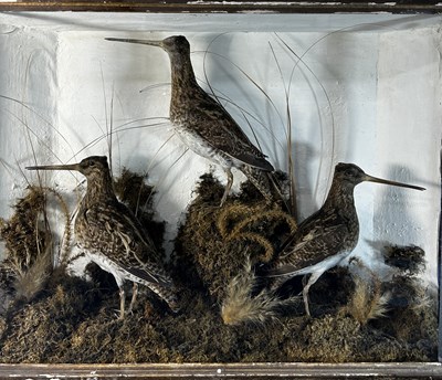 Lot 842 - Taxidermy: A late 19th/early 20th-century...