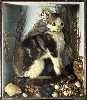 Lot 841 - A late 19th/early 20th-century taxidermy...