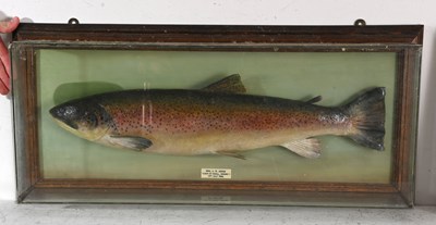 Lot 326 - Taxidermy, a Rainbow Trout, caught by Mrs J.R....