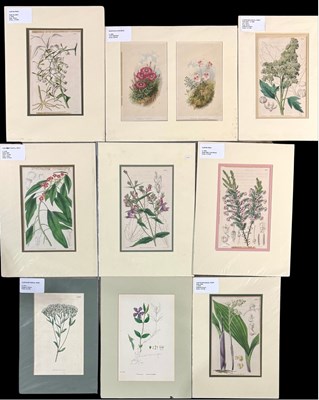 Lot 505 - A collection of botanical engravings and...