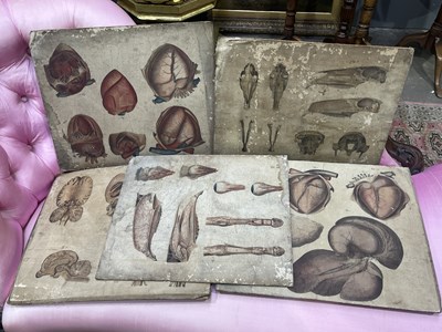 Lot 256 - Five 19th century hand-coloured zoological...