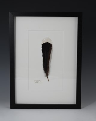 Lot 229 - A framed Huia tail feather (Heteralocha...