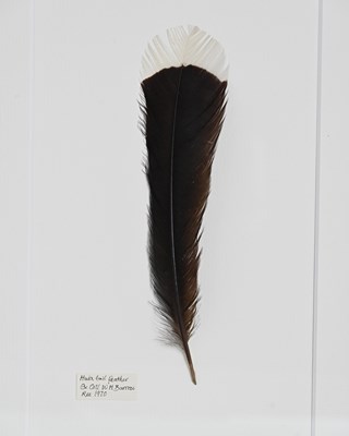 Lot 229 - A framed Huia tail feather (Heteralocha...