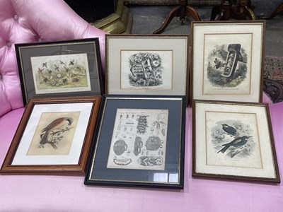 Lot 259 - A collection of entomological and...