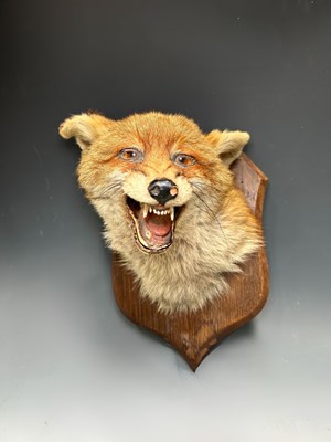 Lot 260 - A taxidermy fox mask mounted on an oak shield,...