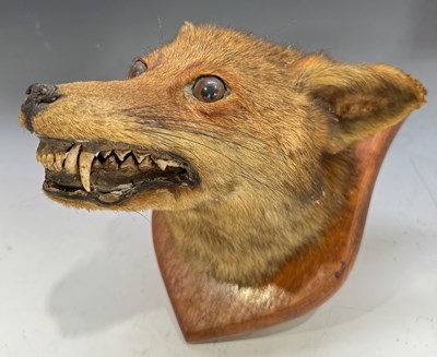 Lot 261 - Edwardian taxidermy, a fox head, mounted on a...