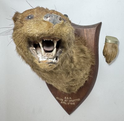 Lot 262 - Edwardian Taxidermy, an otter head, mounted on...