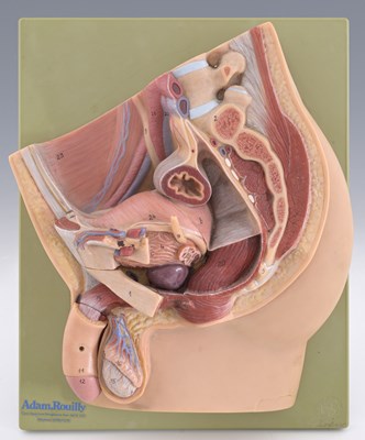 Lot 173 - Scientific or Medical Interest, a mid-century...