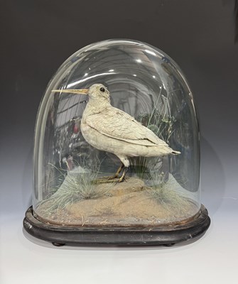 Lot 260 - A 19th century taxidermy dome diorama of a...