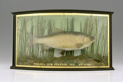 Lot 187 - Taxidermy, a Mirror Carp, mounted in a...