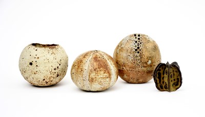 Lot 435 - Alan Wallwork (1931-2019) Seedhead form,...