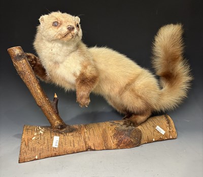 Lot 171 - A taxidermy ferret or weasel, mounted on...