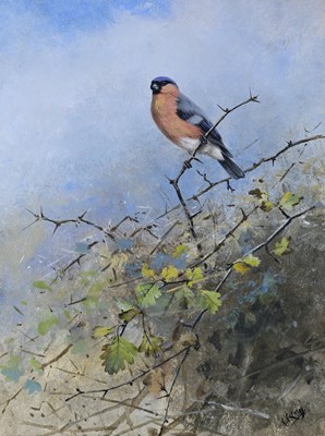 Lot 324 - George Edward Lodge (British, 1860-1954),...