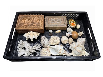 Lot 2 - A collection of exotic sea shells, together a...