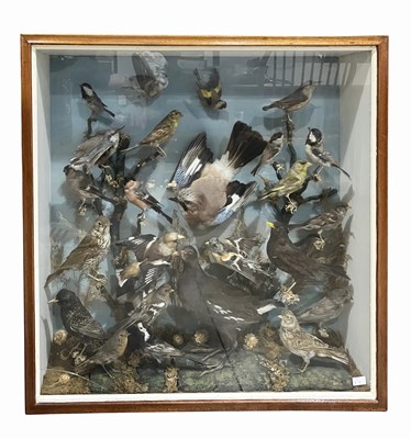 Lot 888 - Taxidermy, a glazed case containing a display...