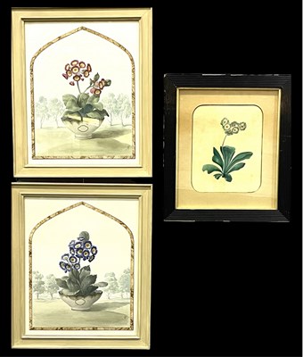 Lot 736 - British School, three 19th century botanical...
