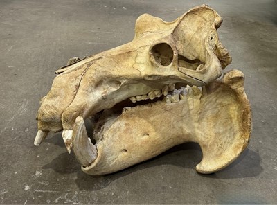 Lot 585A - Taxidermy, a large museum prepared a male...