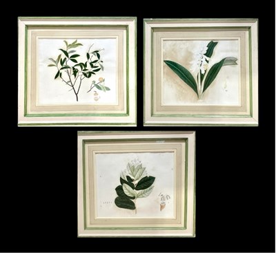 Lot 558 - Three fruit and floral botanical studies, 19th...