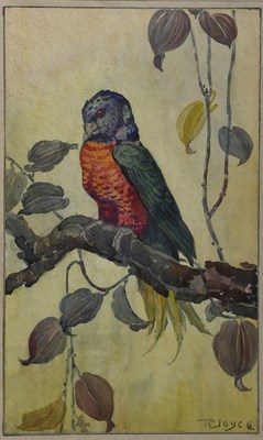 Lot 344 - Richard Joyce (1873-1931) Parakeet watercolour...
