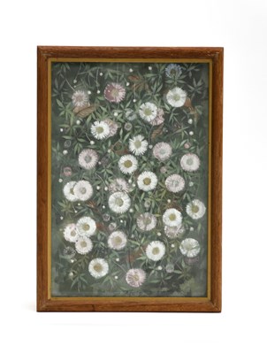 Lot 293 - Alfred Hoare Powell (1865-1960) Erigeron,...