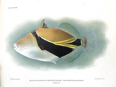 Lot 340 - 'Hawaiian Fishes', circa 1907, published by...