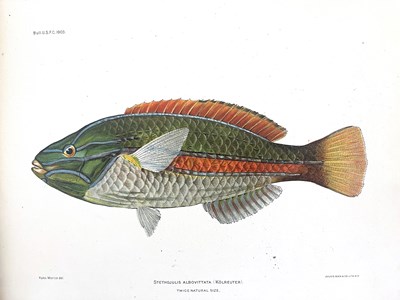 Lot 340 - 'Hawaiian Fishes', circa 1907, published by...